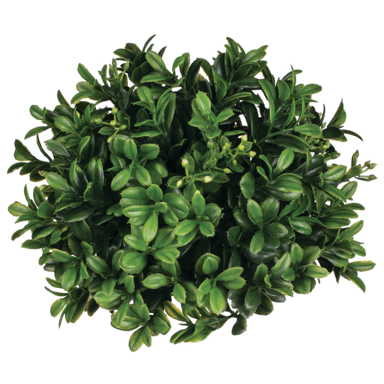 BOXWOOD HALF ORB