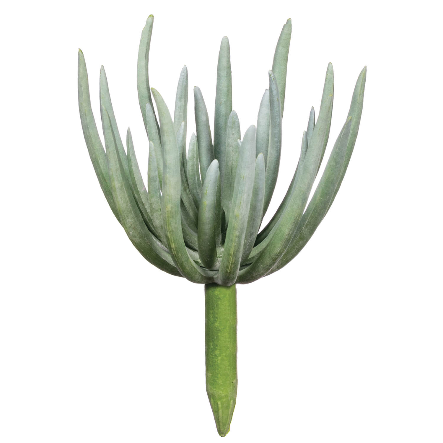 Succulents - Blooms & Greens | Sullivans Wholesale