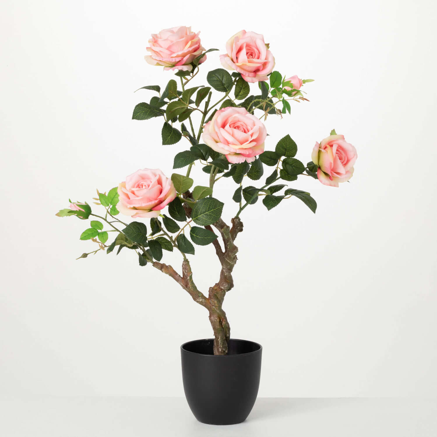 Wholesale Rose Bush Tree Bushes Pink Potted Sullivans