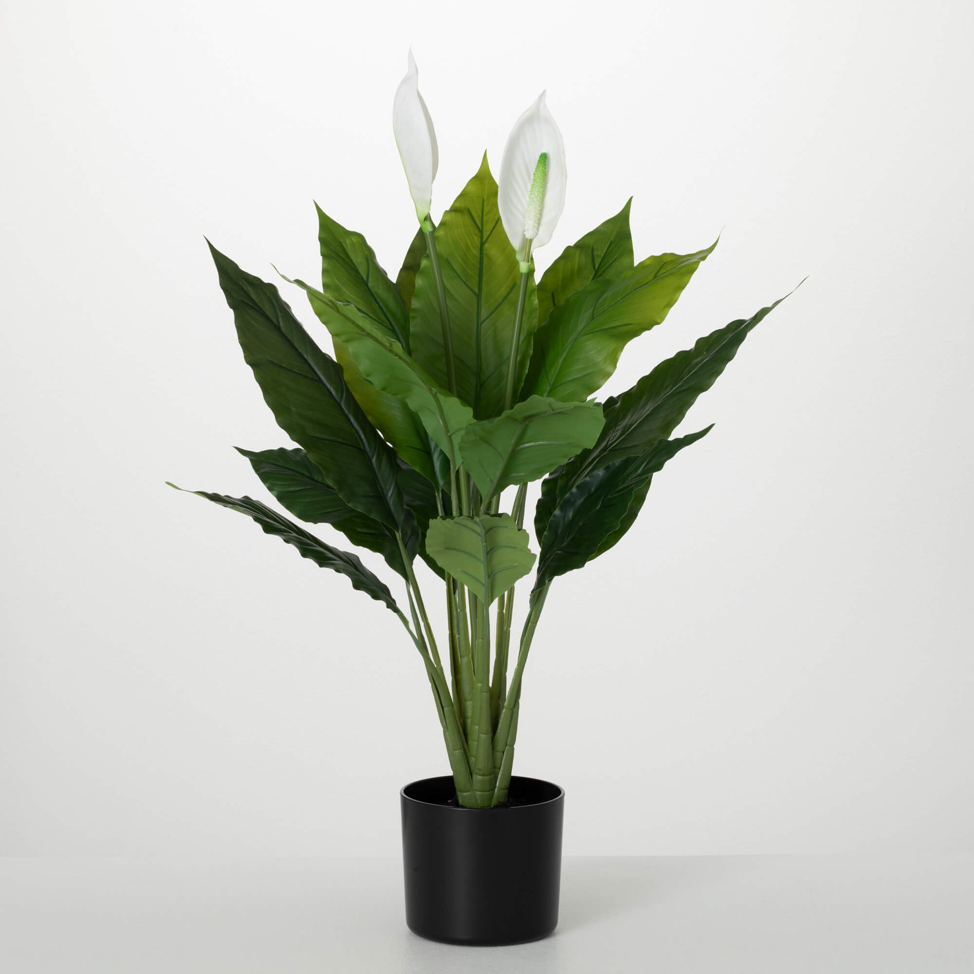 POTTED PEACE LILY