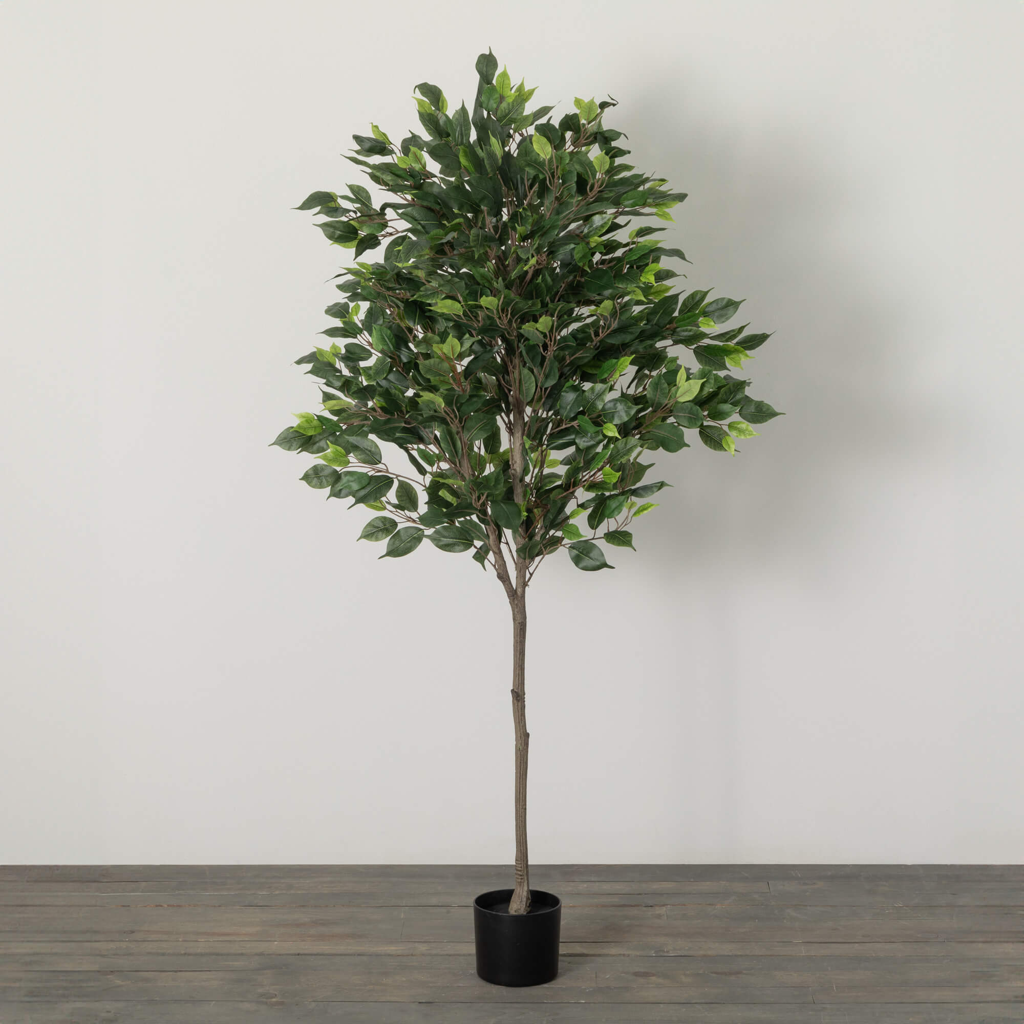 5' POTTED FICUS TREE