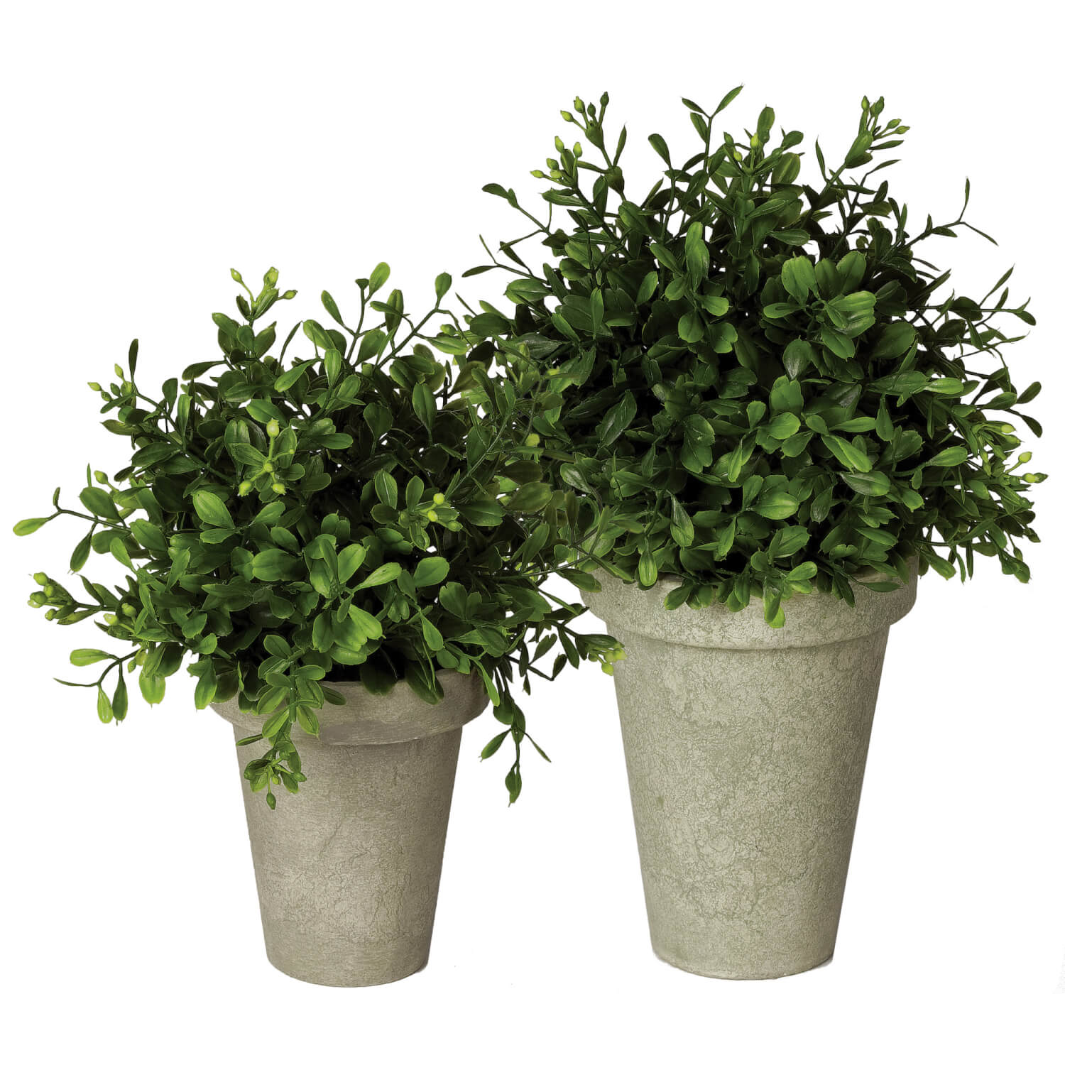 POTTED BOXWOOD ORB 2 ASST