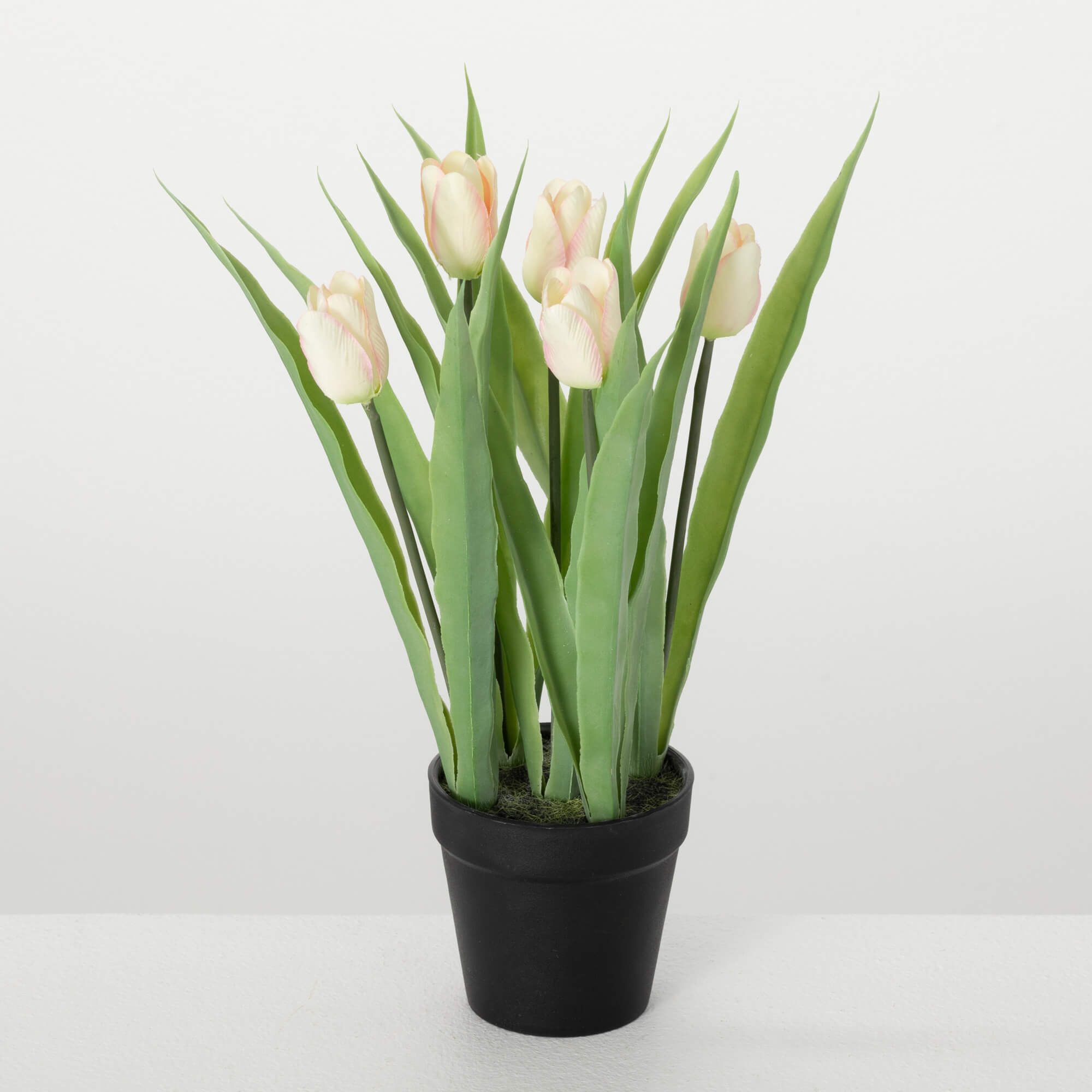 CREAMY PINK POTTED TULIP