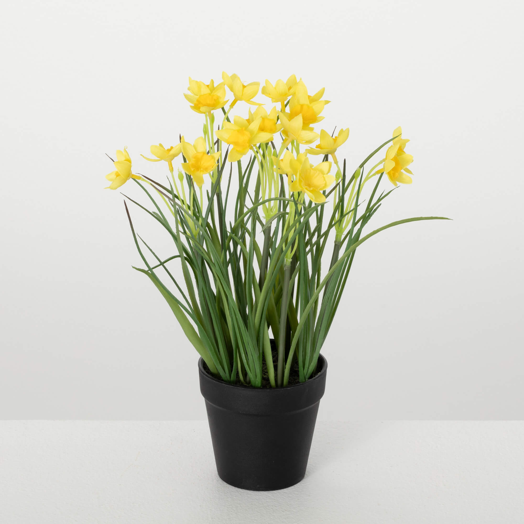 POTTED DAFFODIL