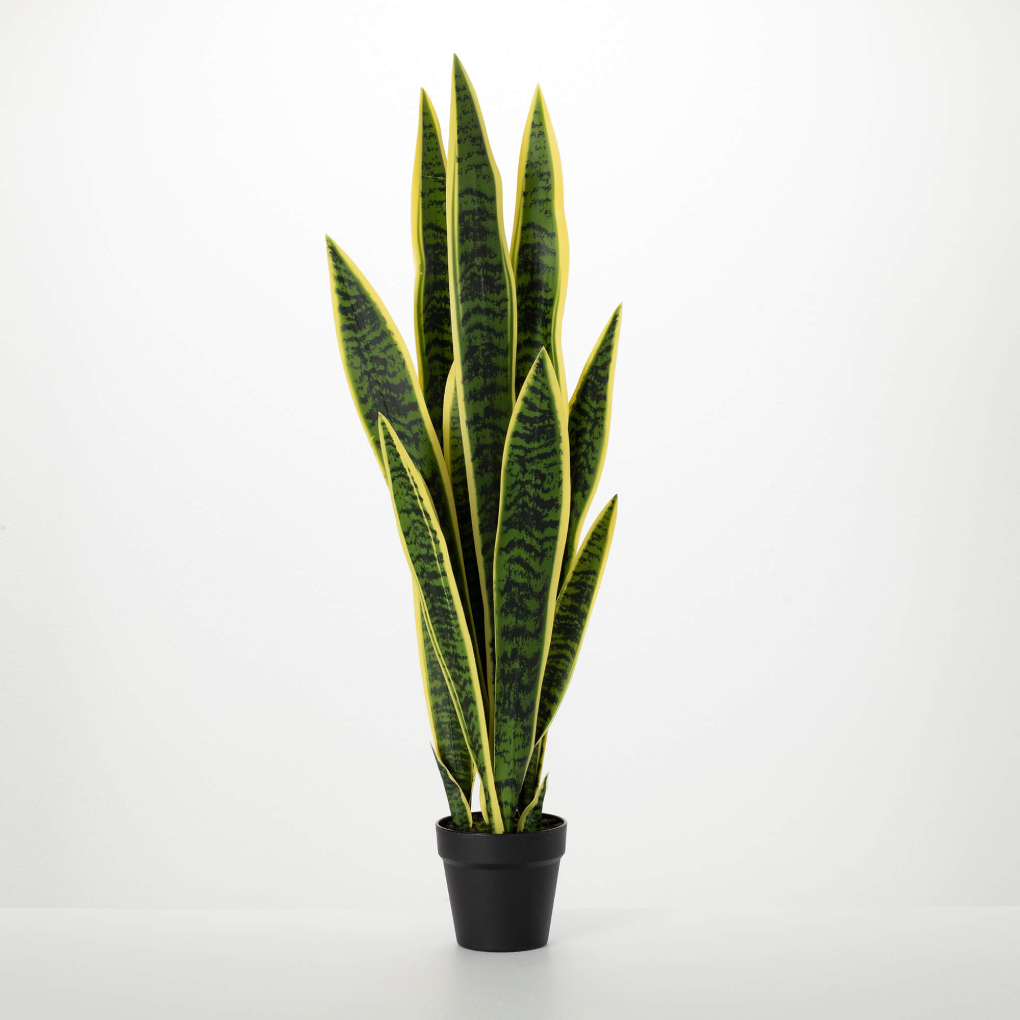 3' POTTED SANSEVIERIA TREE