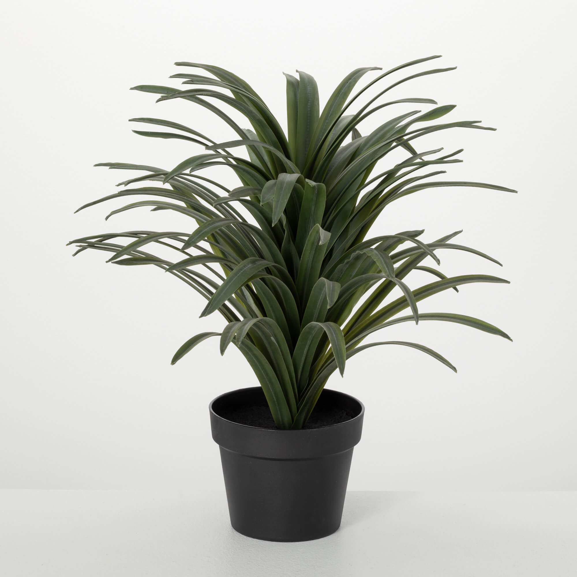 POTTED SPIDER PLANT