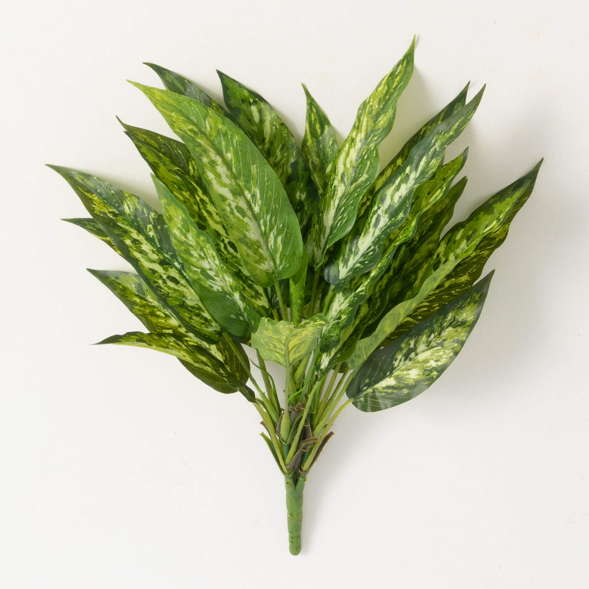 AGLAONEMA BUSH