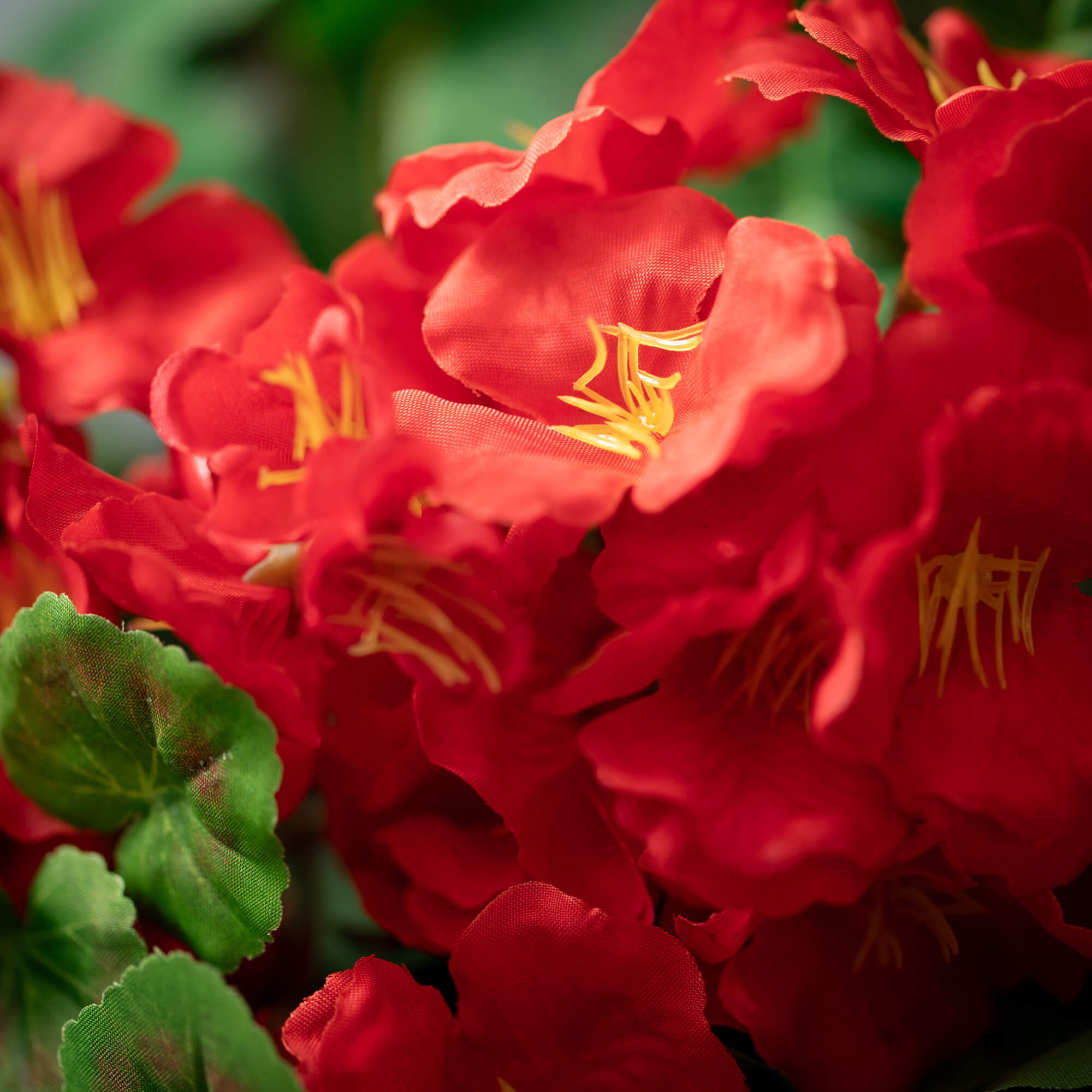 Wholesale Geranium Bush, Bushes Red Bushes 