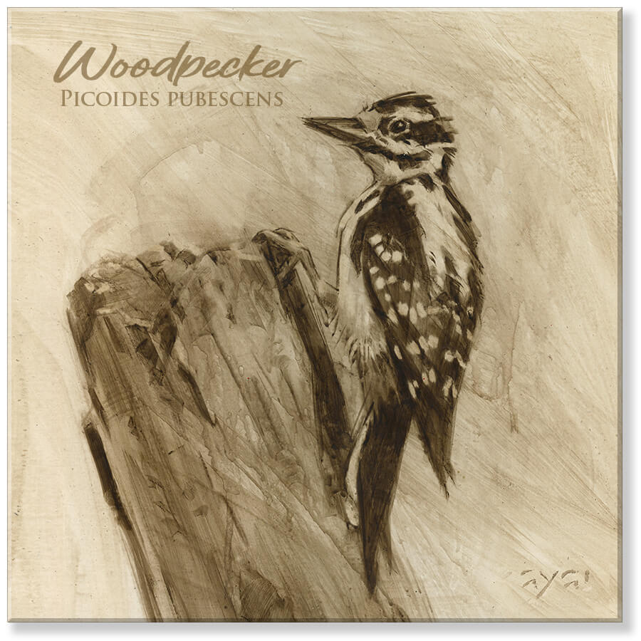 SEPIA DOWNY WOODPECKER ART