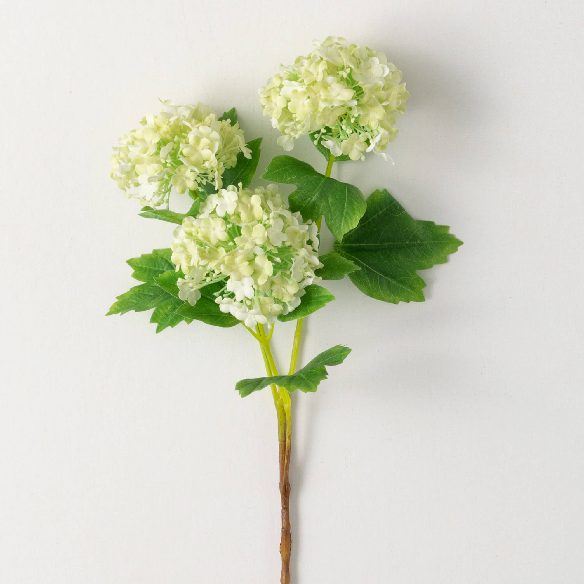 LIGHT GREEN SNOWBALL HYDRANGEA