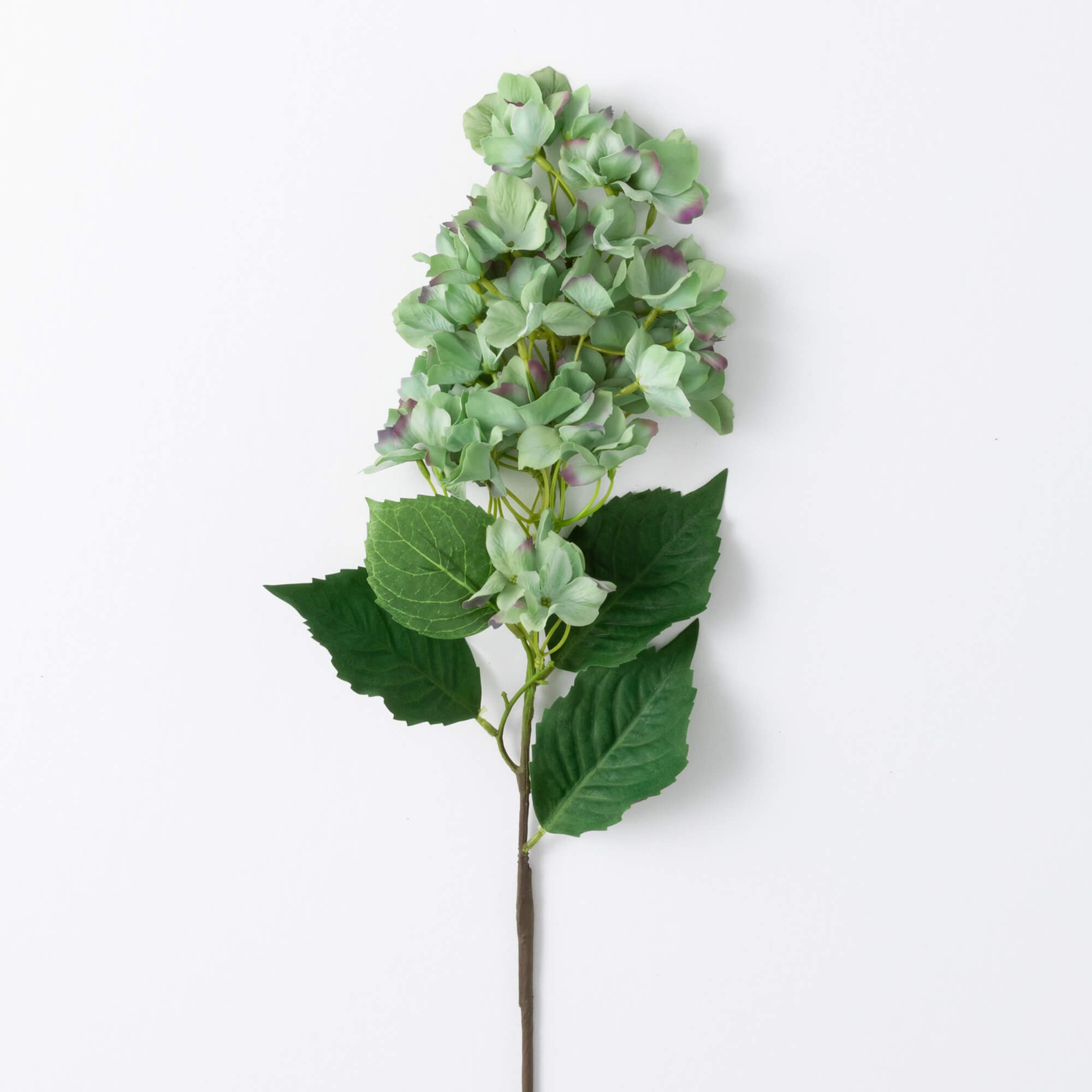 GREEN HYDRANGEA STEM