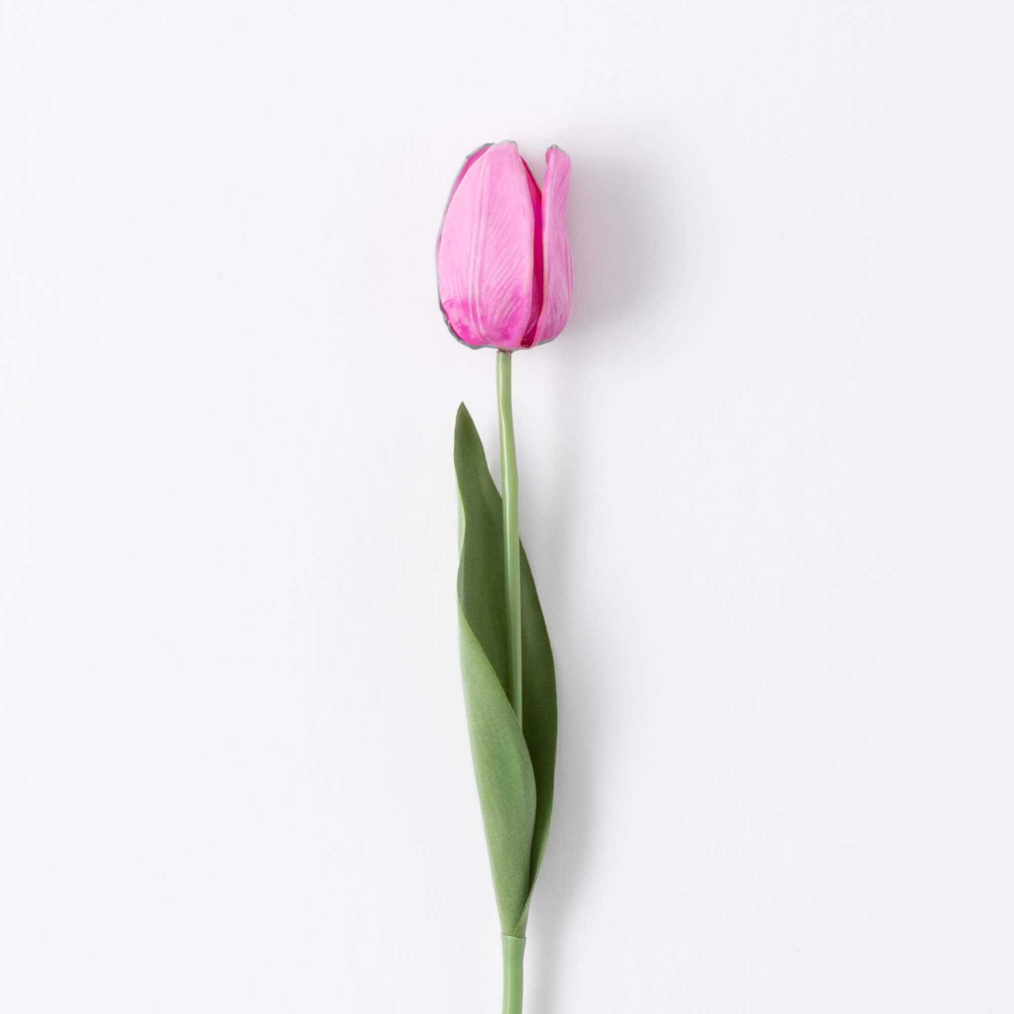 HOT PINK TULIP STEM