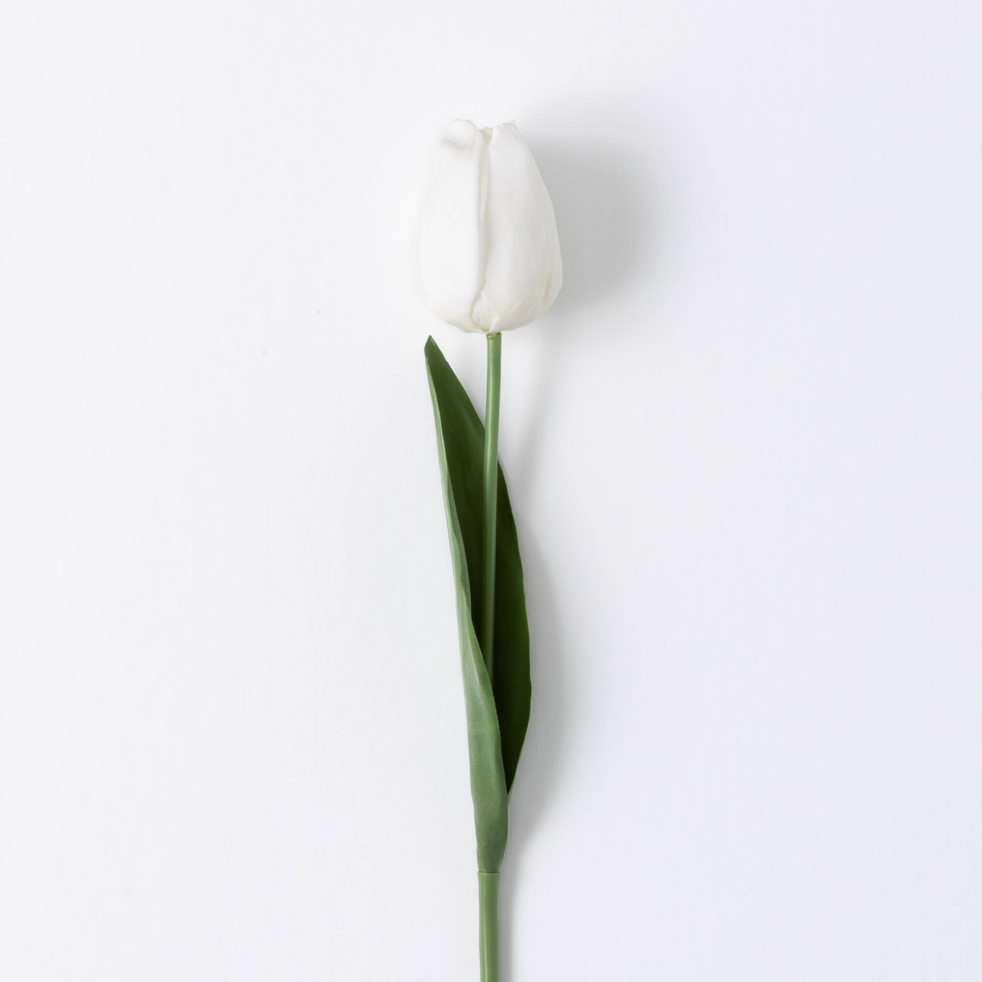 WHITE TULIP STEM