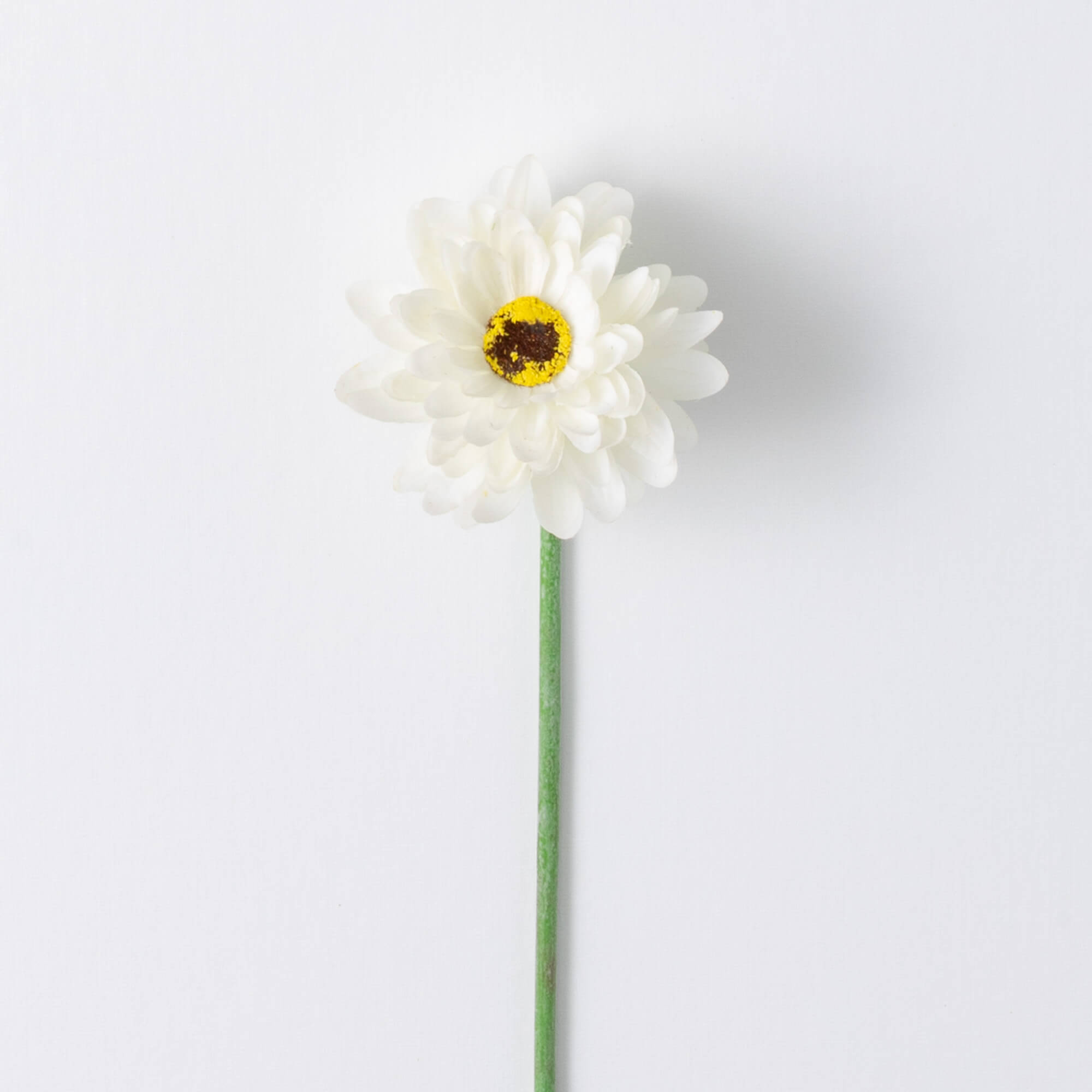 WHITE GERBER DAISY STEM