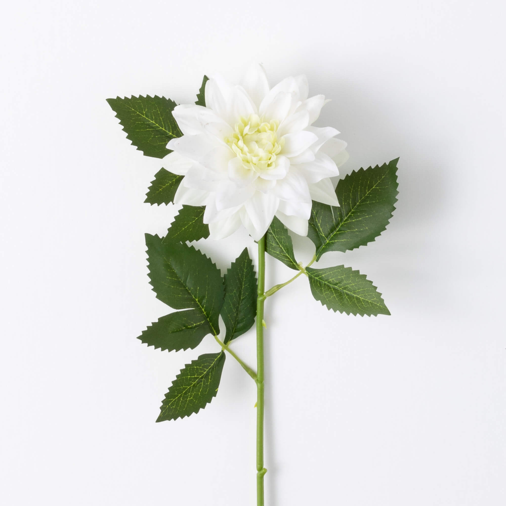 IVORY DAHLIA STEM