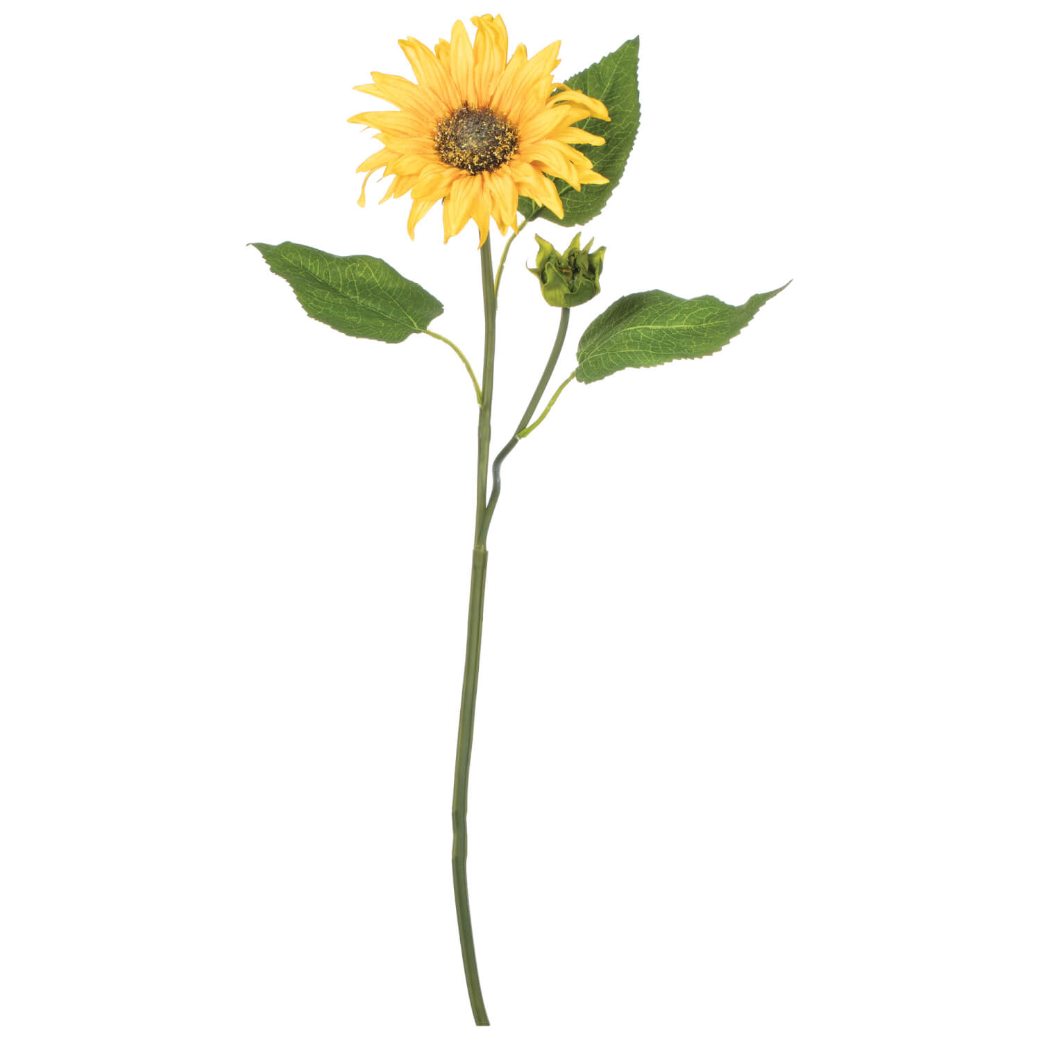 SUNFLOWER STEM