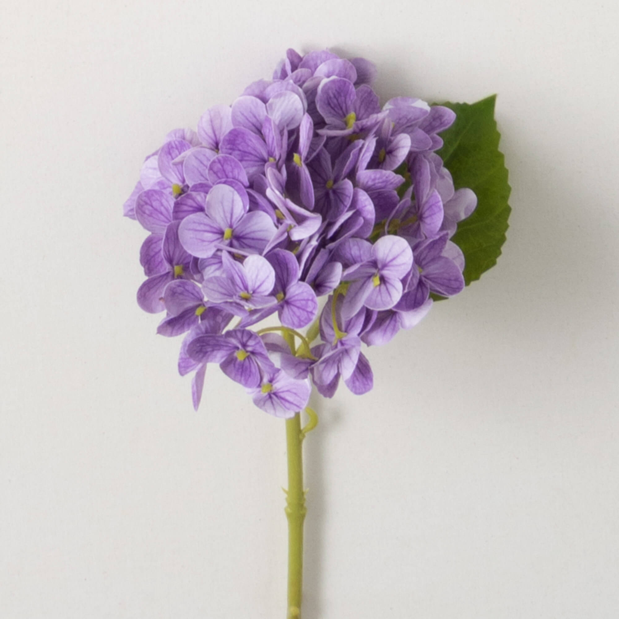 SHORT STEM PURPLE HYDRANGEA