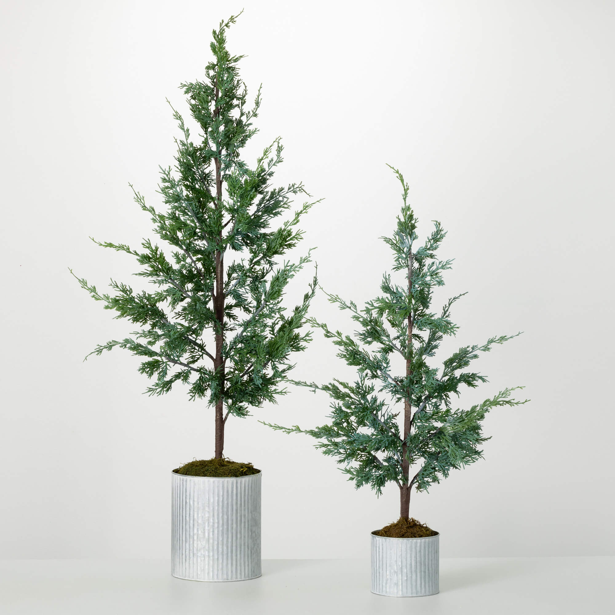 POTTED CYPRESS TREE SET OF 2