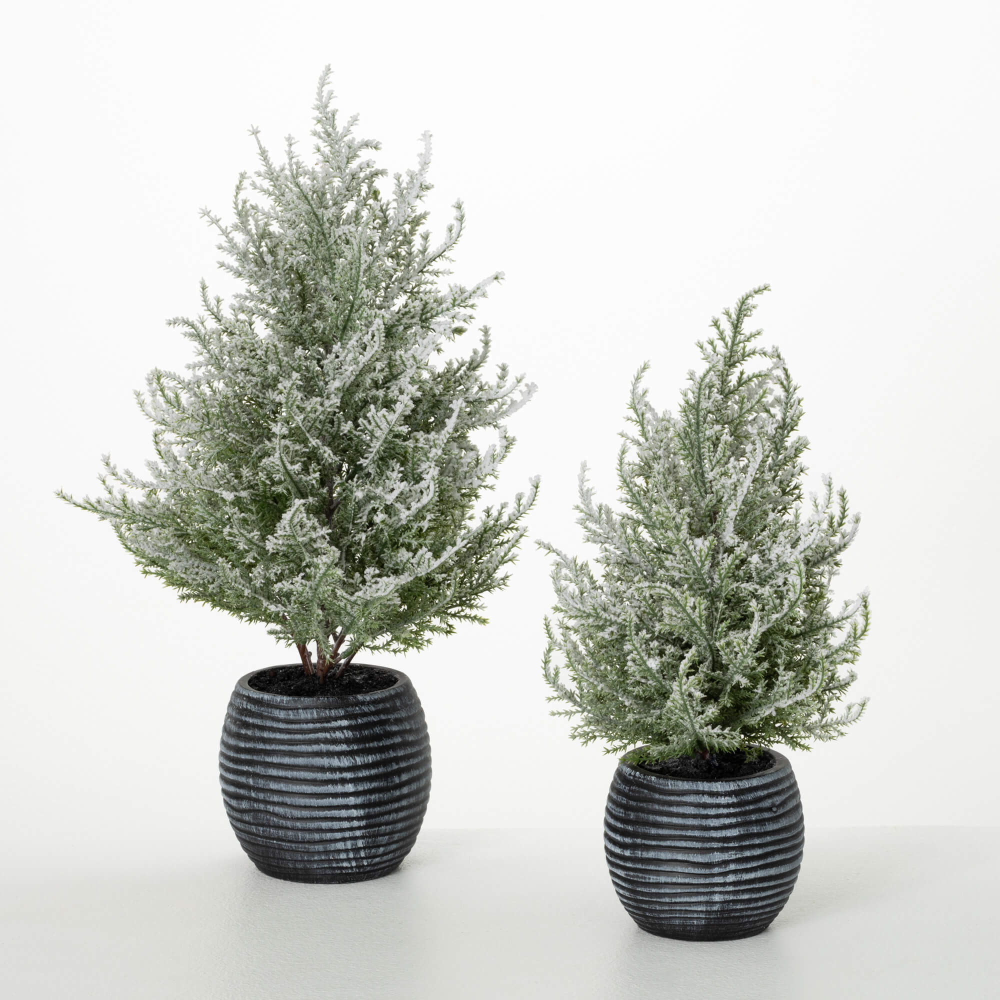 POTTED FROSTED PINE SET OF 2